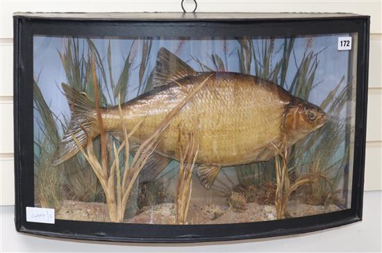 An early 20th century taxidermy Bream in glazed bowfront case by J. Homer